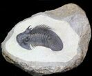 Undescribed Corynexochid Trilobite - Very Rare #34502-1